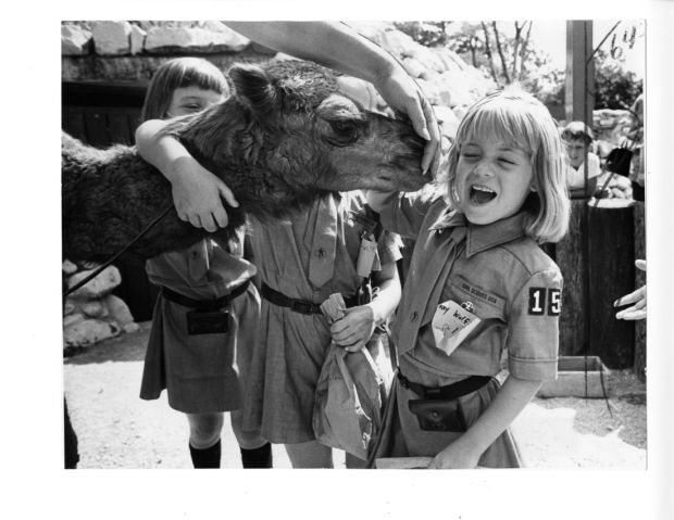 Brownies take over the Zoo.